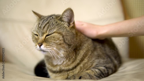 Wallpaper Mural Girl stroking a cat of British breed. The cat lies on the chair closes his eyes of pleasure Torontodigital.ca