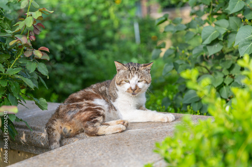 Outdoor squatting on the steps in the green leaves