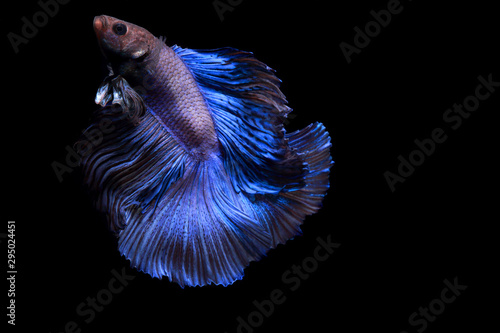 Close up of Half-Moon fighting fish blue or Siamese fighting fish in movement isolated on black background.