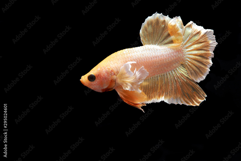 Betta fish, Siamese fighting fish, Betta splendens Pla-kad Thai, popular aquarium fish. Big ears dumbo Golden yellow halfmoon long tail Betta Fighting on black background. Betta fish, Siamese fighting fish, Betta splendens Pla-kad Thai, popular aquarium fish. Big ears dumbo Golden yellow halfmoon long tail Betta Fighting on black background.