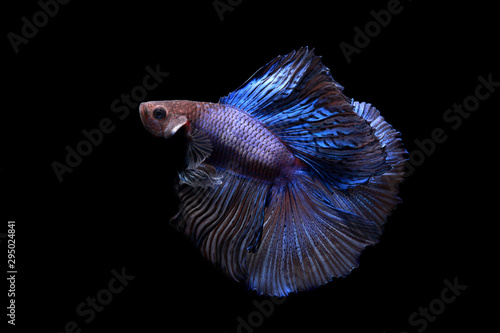 Close up of Half-Moon fighting fish blue or Siamese fighting fish in movement isolated on black background.