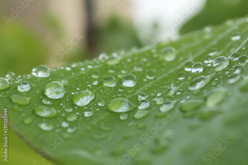 Rain drop / water on the banana leaf