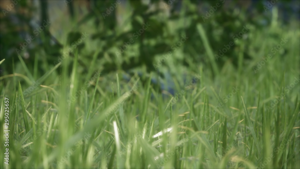8K Bright spring grass field with sunlight 8K Bright spring grass field with sunlight