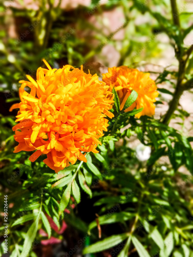 orange flower in the garden orange flower in the garden