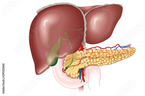 Liver, gallbladder and pancreas, digestion, anatomical illustration photo