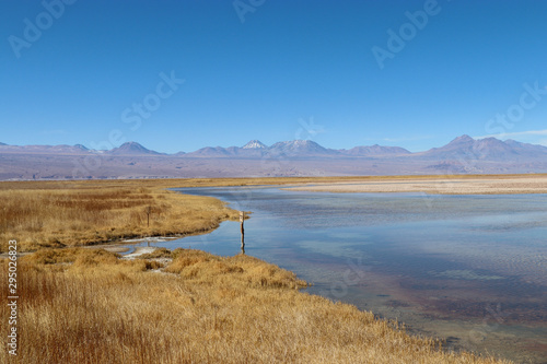 Northern Chile - San Pedro de Atacama - Clear  salt lakes reflect the volcanoes beautifully and a natural feeding ground for birds  wildlife and flamingos - laguna Chaxa and lake Cejar