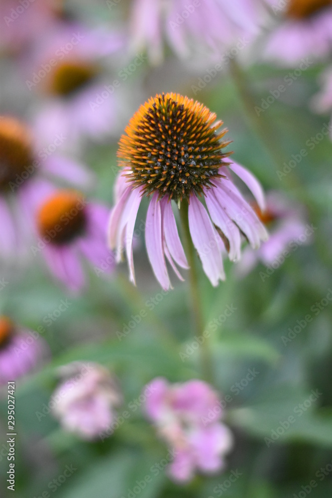 Purpur-Sonnenhut (Echinacea) Purpur-Sonnenhut (Echinacea)