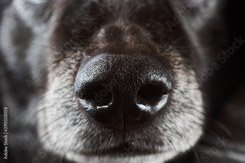 Muzzle of a black dachshund. Dog nose close up