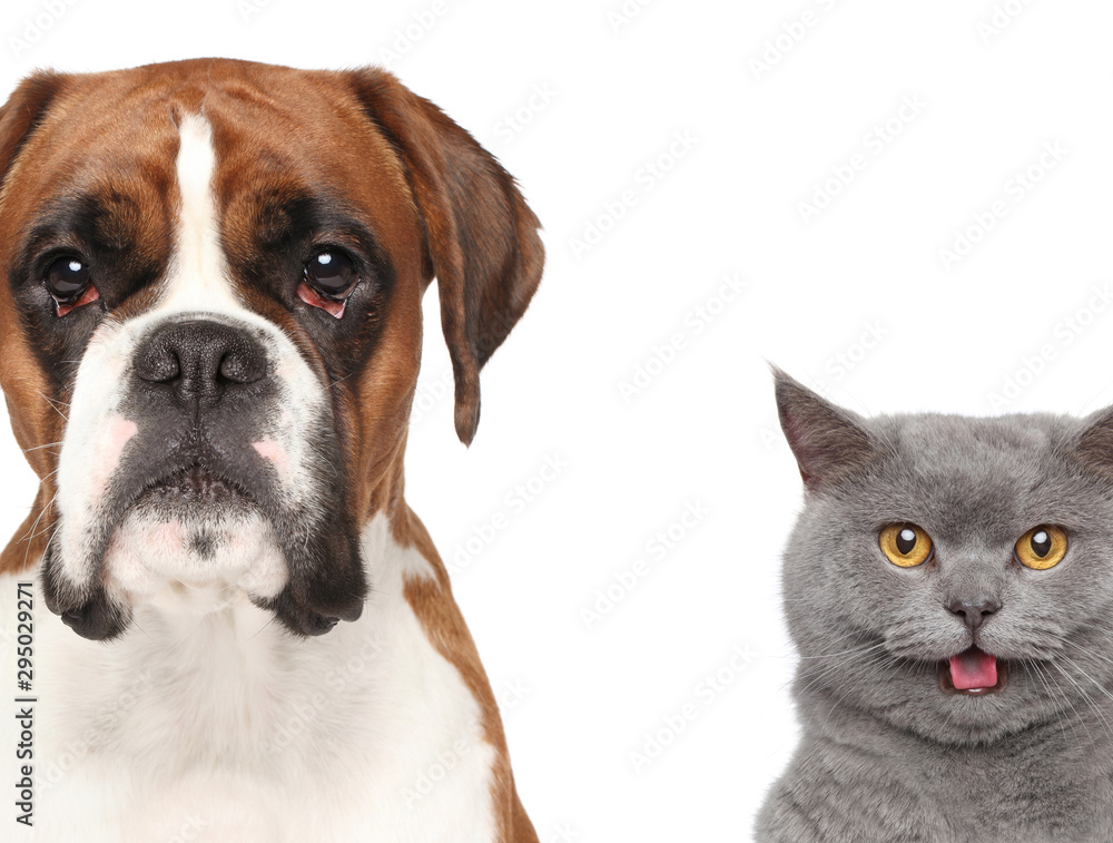 Cat and dog, close-up portrait