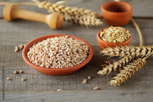 Wheat grain in dishes on the table.grains and wheat ears on a wooden table, top view