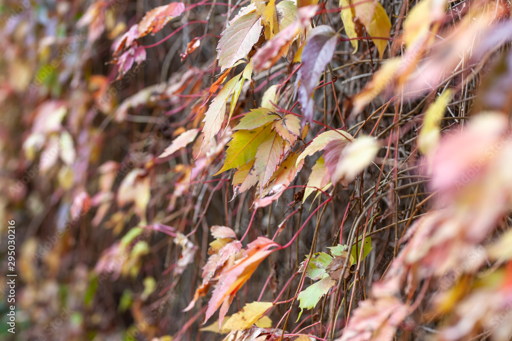 Herbst Autumn Blätter schöne warme Farben Gelb Rot Orange Herbst Autumn Blätter schöne warme Farben Gelb Rot Orange