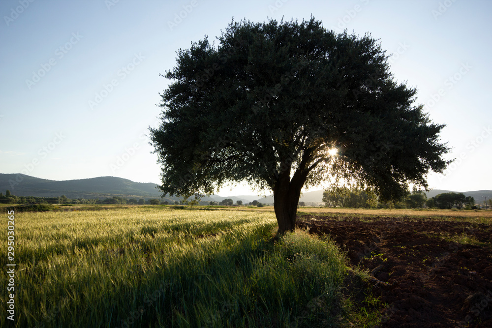 Obraz premium Green Wheat Growing In A Field