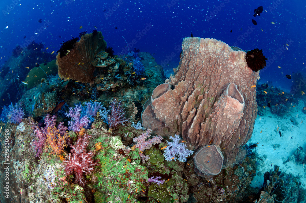 Fototapeta premium Sponge