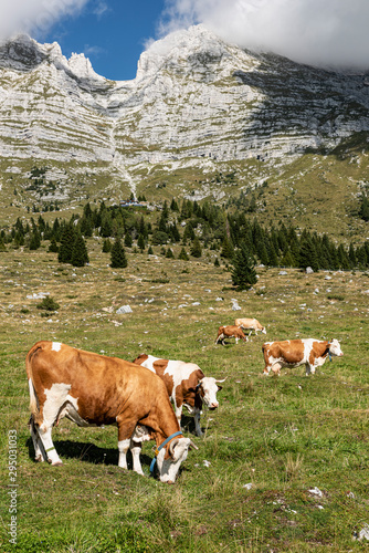 Many cows grazing grass in free range breeding, on the Montasio Plateau.