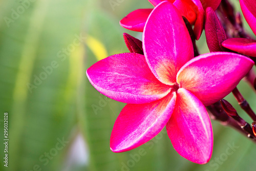 Frangipani Flower