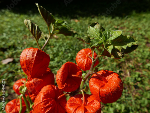 Tableau sur toile bellissimi fiori arancioni brillanti al sole con lo sfondo di un giardino