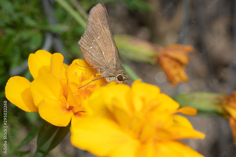 Fototapeta premium 蜜を吸う