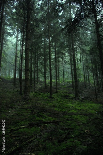 mystic forest © Desiree Jeanpierre