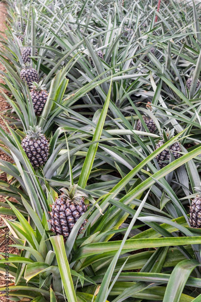 Sweet pineapples growing indoors on a farm in the greenhouse on the Azores, Sao Miguel island Sweet pineapples growing indoors on a farm in the greenhouse on the Azores, Sao Miguel island