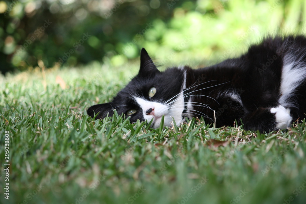 black and white cat in grass