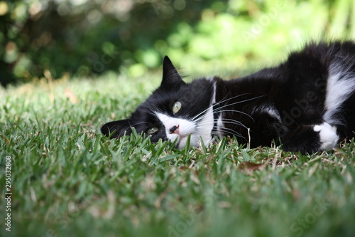 black and white cat in grass