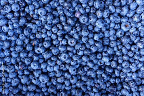 Ripe and juicy fresh picked blueberries closeup