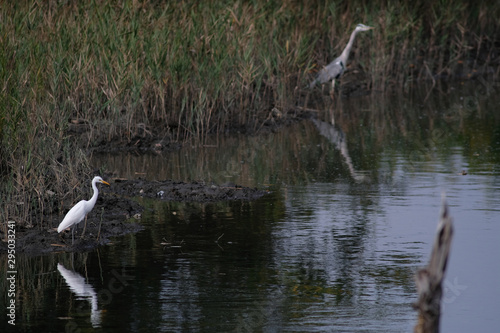egrets in water