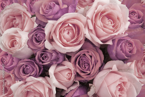 Background of Pink Vintage Roses