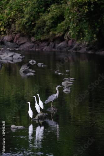 egrets in water