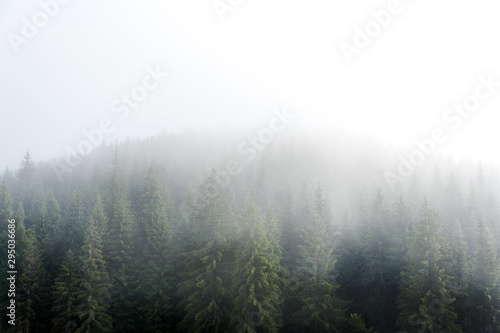 Misty fog in pine forest on mountain slopes in the Carpathian mountains. Landscape with beautiful fog in forest on hill.