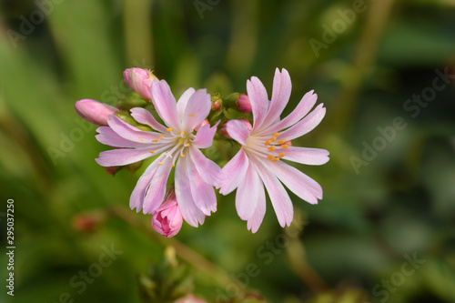 Siskiyou lewisia pink flower in garden