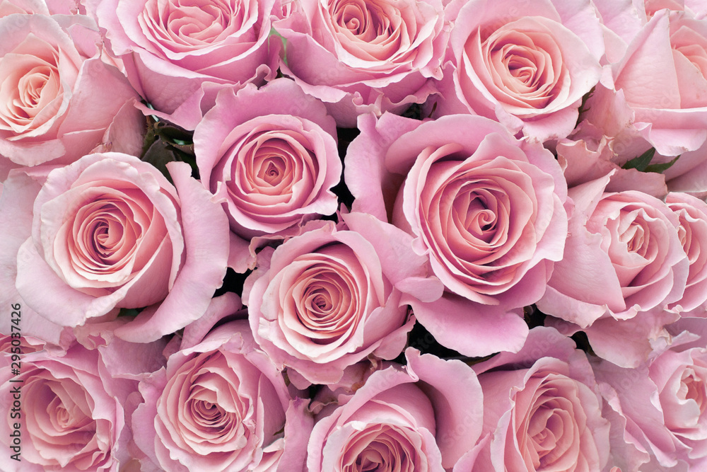 Background of  Pretty Pink Roses