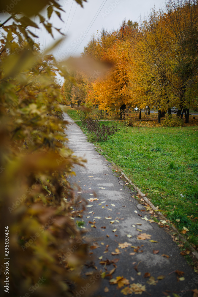 The asphalt road goes into the distance between the yellow trees in autumn. Autumn fallen yellow leaves on the road The asphalt road goes into the distance between the yellow trees in autumn. Autumn fallen yellow leaves on the road