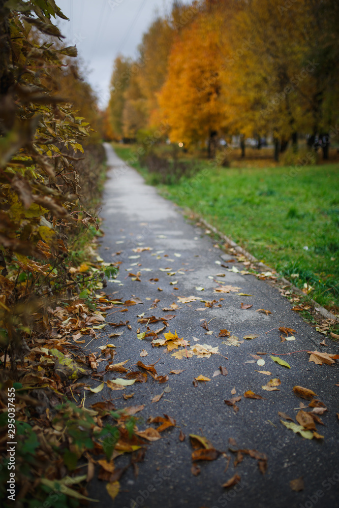 Obraz premium The asphalt road goes into the distance between the yellow trees in autumn. Autumn fallen yellow leaves on the road