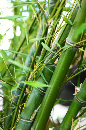 Fototapeta Naklejka Na Ścianę i Meble -  Bamboo.Texture.Background.Fresh bamboo photography.Green color.Fresh.