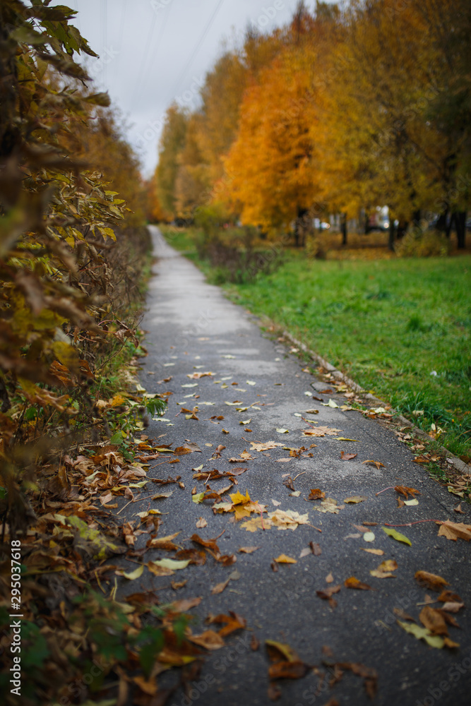 The asphalt road goes into the distance between the yellow trees in autumn. Autumn fallen yellow leaves on the road