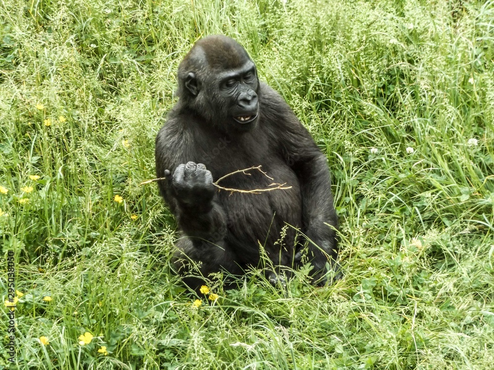 Black gorilla eating on a grass field