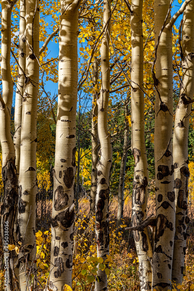 Fall Foliage In Golden Gate State Park, Golden Colorado Fall Foliage In Golden Gate State Park, Golden Colorado