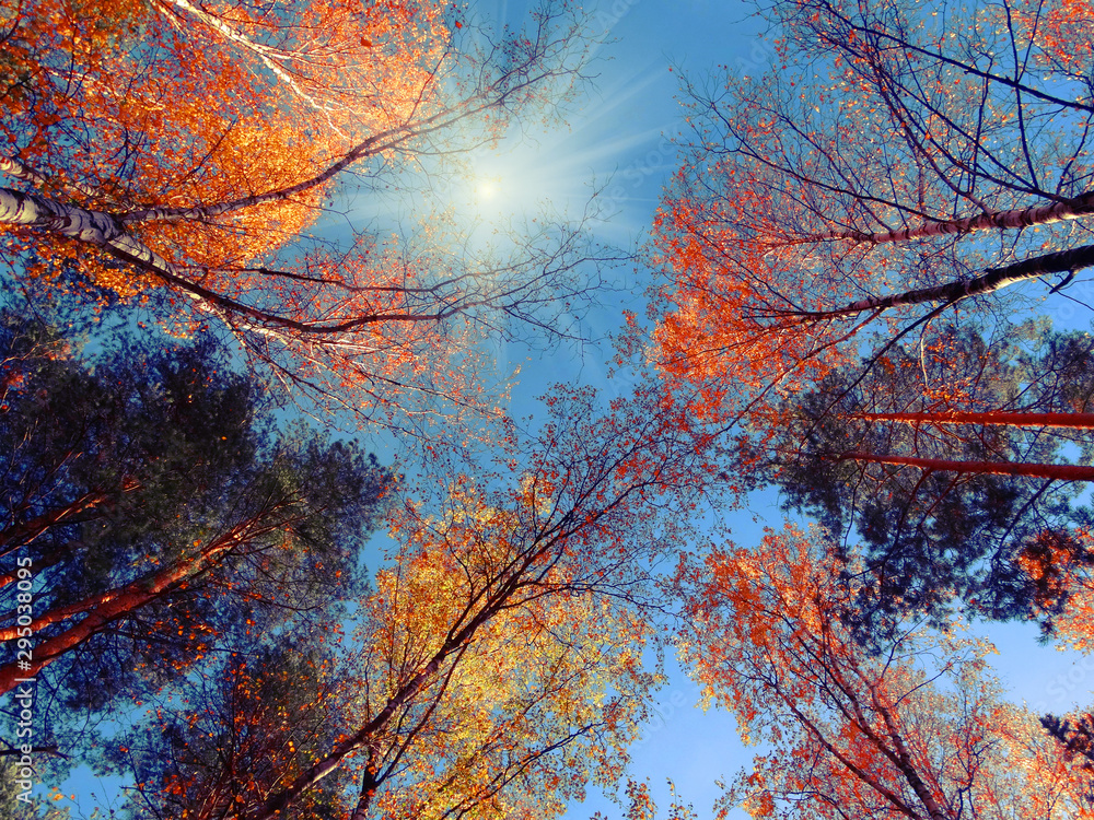 autumn background forest with oak birch trees and sunny beams autumn background forest with oak birch trees and sunny beams
