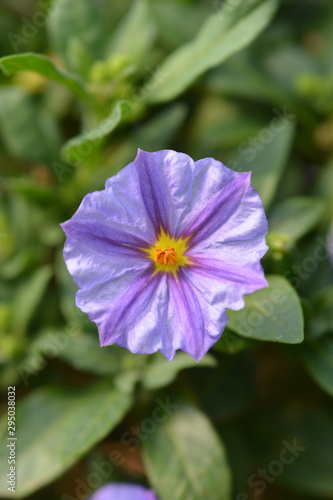 Blue potato bush flower in garden