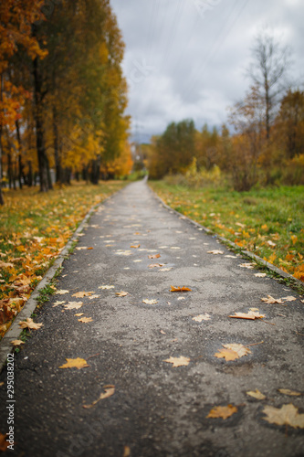 The asphalt road goes into the distance between the yellow trees in autumn. Autumn fallen yellow leaves on the road