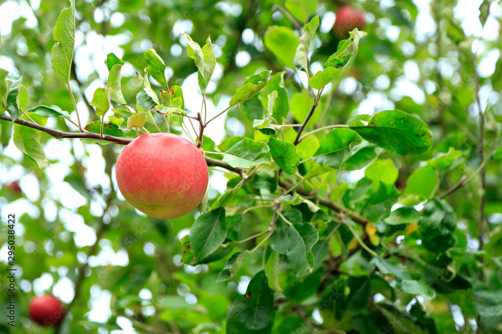Red apples on the branch 