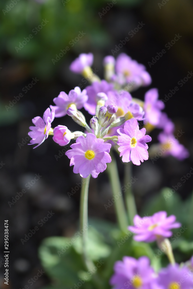 Long-flowered primrose flowers in the garden Long-flowered primrose flowers in the garden
