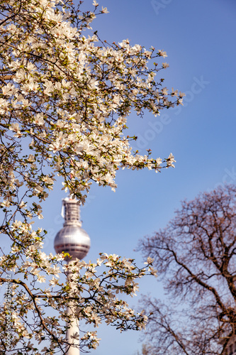 Blüten vor dem Fernsehturm