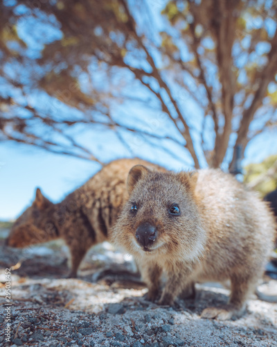 Cute quokka on Rottnest Island, Perth, Western Australia. These friendly marsupials are extremely friendly and happy to get close up to tourists. 