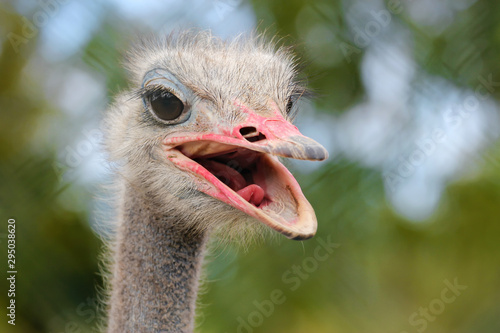 portrait of an ostrich with bokeh background