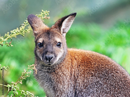 Portrait of Bennett's tree-kangaroo with bokeh background
