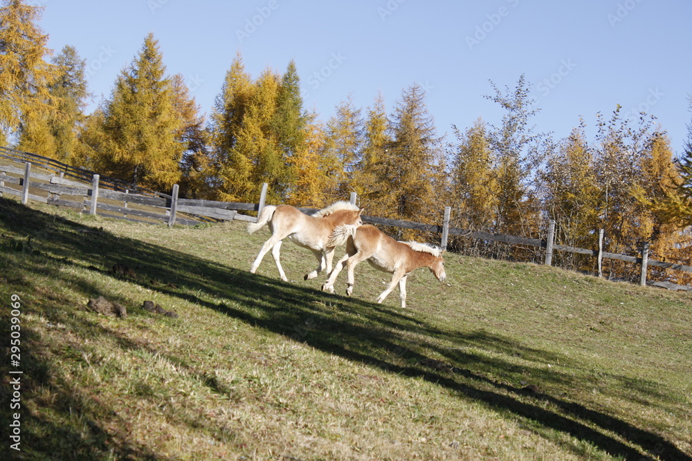 Fototapeta premium Pferde im Herbst