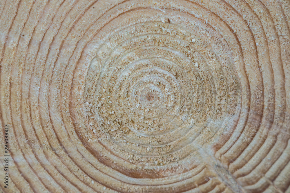 Naklejka premium Baumringe Textur in der Forstwirtschaft