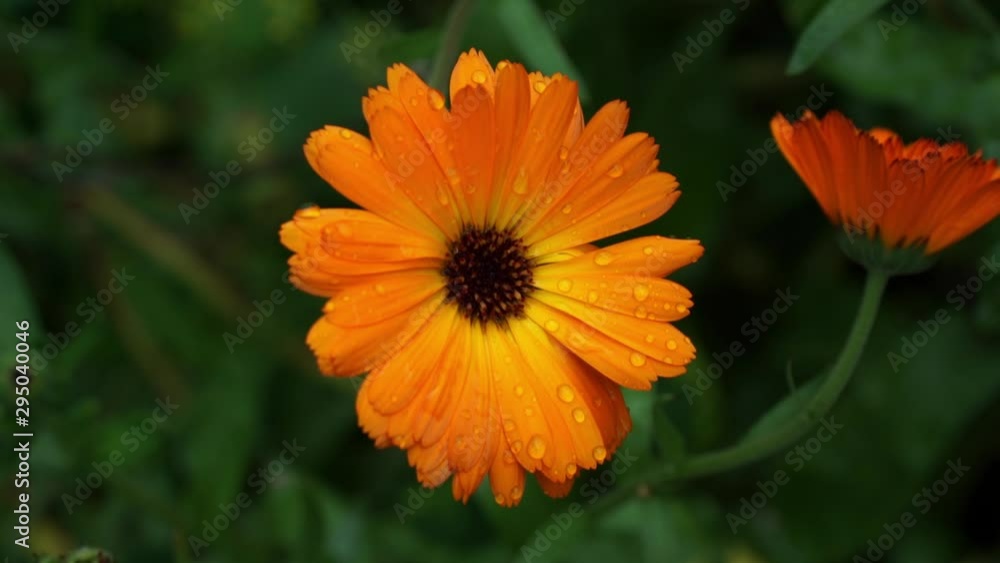 Close up of bright orange flower calendula with dew drops morning on summer meadow. Wind waves yellow flowers in garden. Concept of ecology and nature. Floral background Close up of bright orange flower calendula with dew drops morning on summer meadow. Wind waves yellow flowers in garden. Concept of ecology and nature. Floral background
